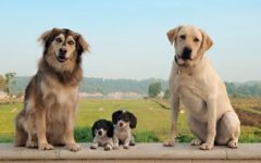 Сенбернар порода собак рятувальників з швейцарії, лайка