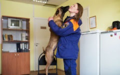 Сенбернар порода собак рятувальників з швейцарії, лайка