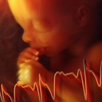 Серцебиття дитини в утробі матері норма, плід в утробі матері