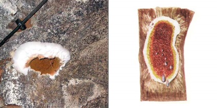 Serpula plângând, sau real ciupercă de casă - serpula lacrimans (wulf fr