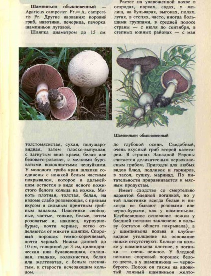 Champignon obișnuit