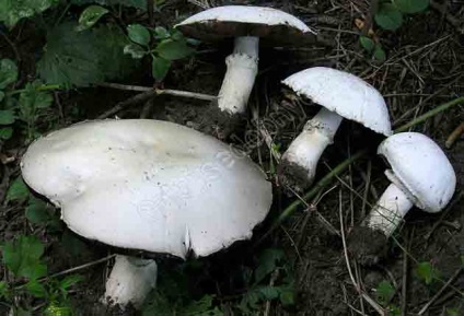 Champignon obișnuit