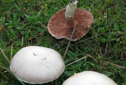 Champignon obișnuit