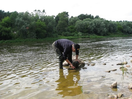 Shitik - momeală pe tot parcursul sezonului