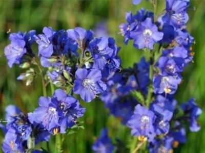 Cianózis kék virág ültetés és gondozás