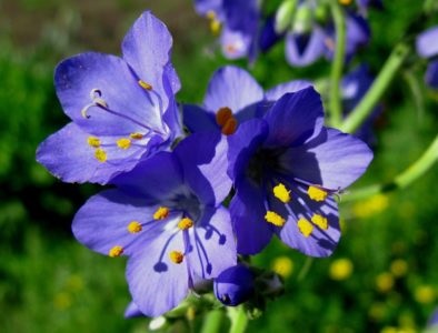 Cianózis kék virág ültetés és gondozás