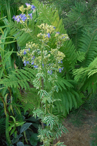 Cyanuja ca o specie de plante ornamentale și medicinale, îngrijire și proprietăți unice de vindecare