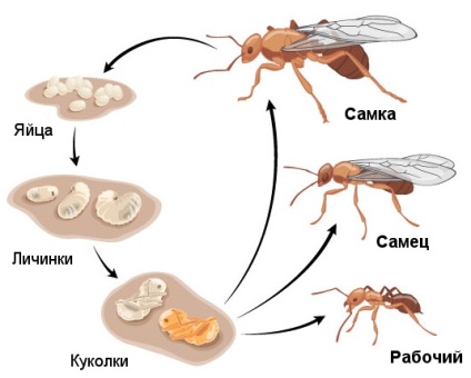 Câți ani furnicile trăiesc durata și stadiul dezvoltării
