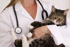 Скільки коштує стерилізація кішки і кастрація кота