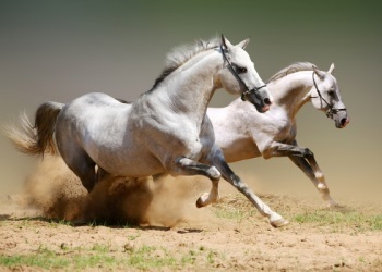 Швидкість бігу коня