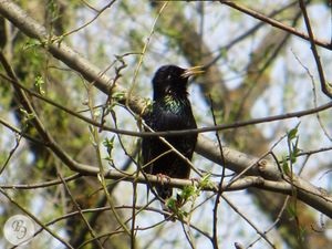 Starling obișnuit