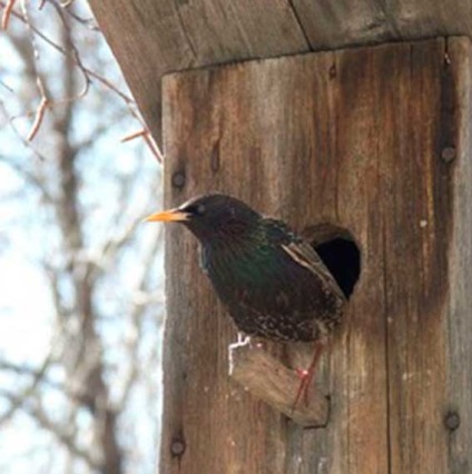 Starling, animale