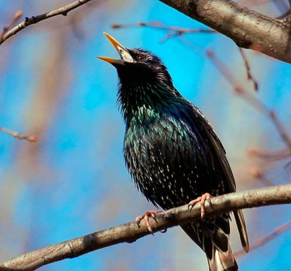 Starling, animale