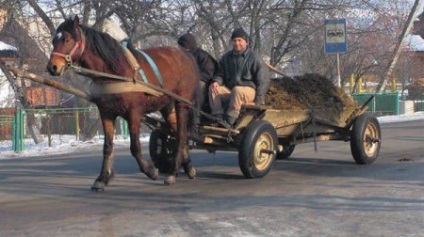 Словник термінів для любителів коней - сайт про коней