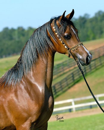 Словник термінів для любителів коней - сайт про коней