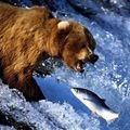 Слово «ведмідь»