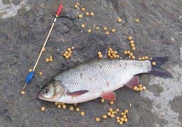 Combaterea pescuitului