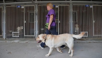 Vakvezető kutyák történeteit, akik váltak a vakok szemeit, egy kutya és egy macska - szól háziállat