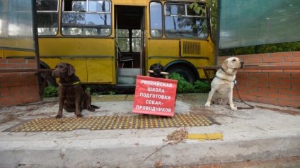 Câini-ghiduri de istorie a celor care au devenit ochii orb, un câine și o pisică - totul despre animalele de companie