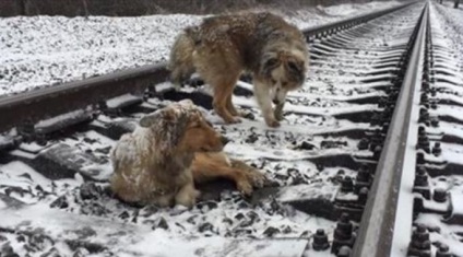 Un câine care cade sub tren este salvat de un prieten