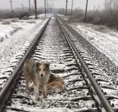 Un câine care cade sub tren este salvat de un prieten
