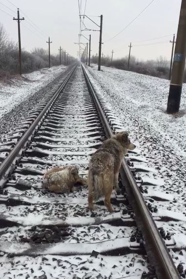 Un câine care cade sub tren este salvat de un prieten