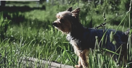 Yorkshire Terrier vis de catelus - Yorkshire Terrier în Belarus - este