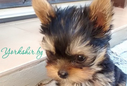 Yorkshire Terrier vis de catelus - Yorkshire Terrier în Belarus - este