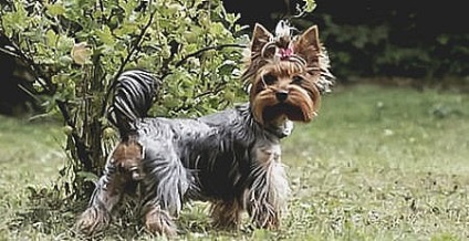 Yorkshire Terrier vis de catelus - Yorkshire Terrier în Belarus - este