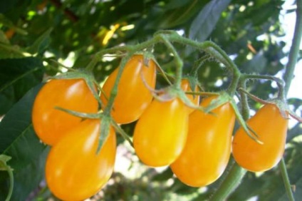 Soiuri de tomate pentru o seră din semințe de policarbonat