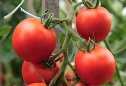 Soiuri de tomate pentru o seră din semințe de policarbonat