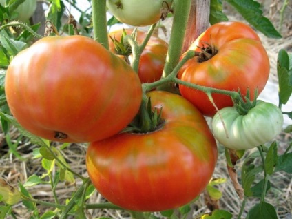 Сорти помідор томатів фото з описом, зелені армянчікі, кращі гібриди та відгуки, найкращі і