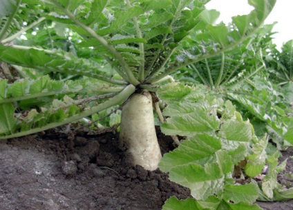 Soiuri de daikon de ridiche alege cel mai bun pentru cultivare