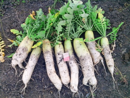 Daikon retek fajtákat kiválasztani a legjobb növekvő