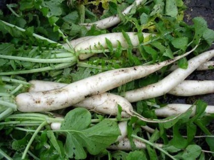 Soiuri de daikon de ridiche alege cel mai bun pentru cultivare