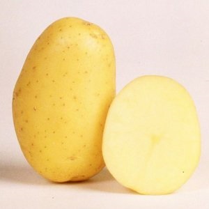 Сорт картоплі зекура докладний опис, умови вирощування та фото