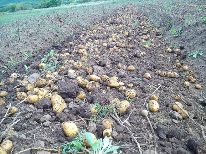 Varietatea cartofilor Zequera este o descriere detaliată, condiții de creștere și fotografie