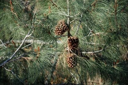 Specie de pin, caracteristici, cultivare, sfaturi