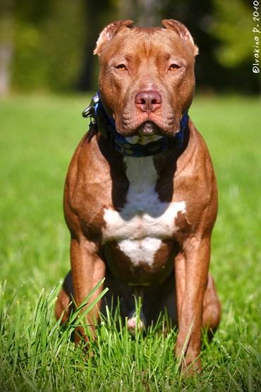 Szocializáció és képzési pit bull terrier fotó, amerikai pit bull terrier pitbull gödörbe,