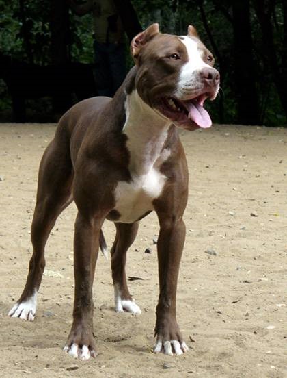 Szocializáció és képzési pit bull terrier fotó, amerikai pit bull terrier pitbull gödörbe,