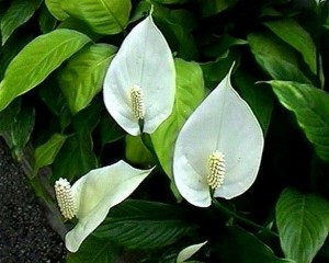 Spathiphyllum ellátás az otthoni (feltételek) Spathiphyllum ápolási otthon