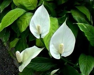 Spathiphyllum ápolási otthon