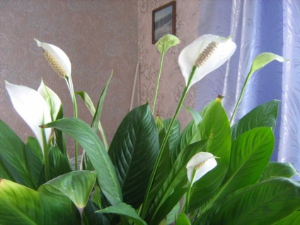 Spatiul de îngrijire de la Spathiphyllum la domiciliu