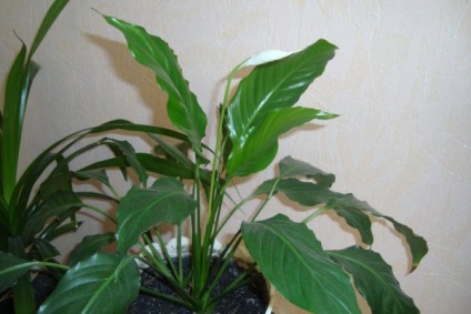 Spathiphyllum ápolási otthon