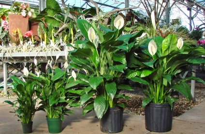 Spathiphyllum - „női boldogság”, ápolási otthon