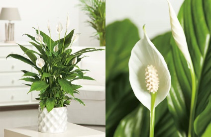 Spathiphyllum - „női boldogság”, ápolási otthon