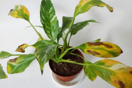 Spathiphyllum - 