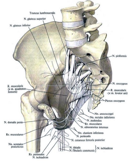 Nervii spinali, zone de inervație a segmentelor, ramuri posterioare