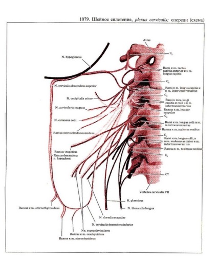 Спинномозкові нерви, зони іннервації сегментів, задні гілки