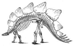 Stegosaurus, Stegosaurus szól, mintegy Stegosaurus, Stegosaurus dinoszaurusz a jura időszakban, minden a dinoszauruszok,